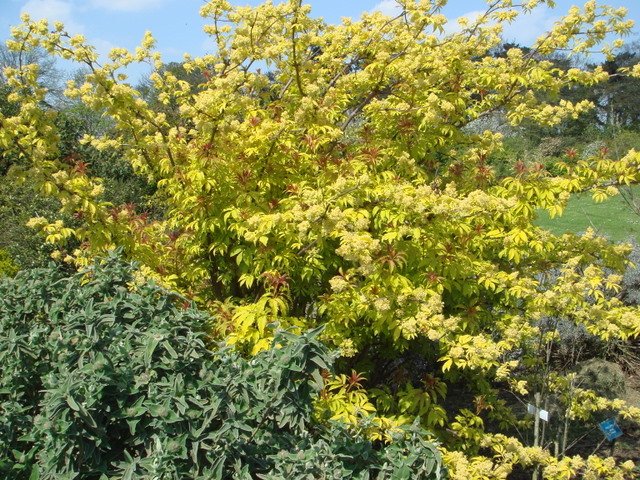 Sambucus racemosa 'Plumosa Aurea' P18 P22